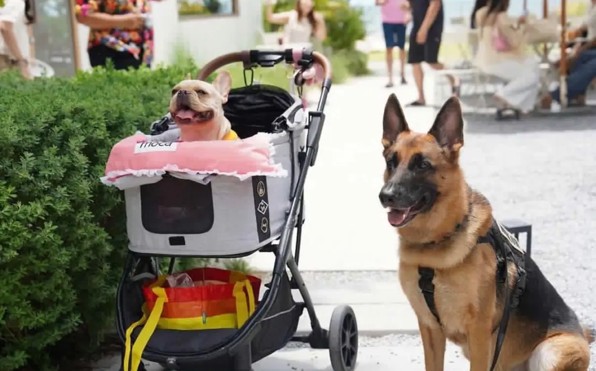 bOnnie on the beach pets image 5