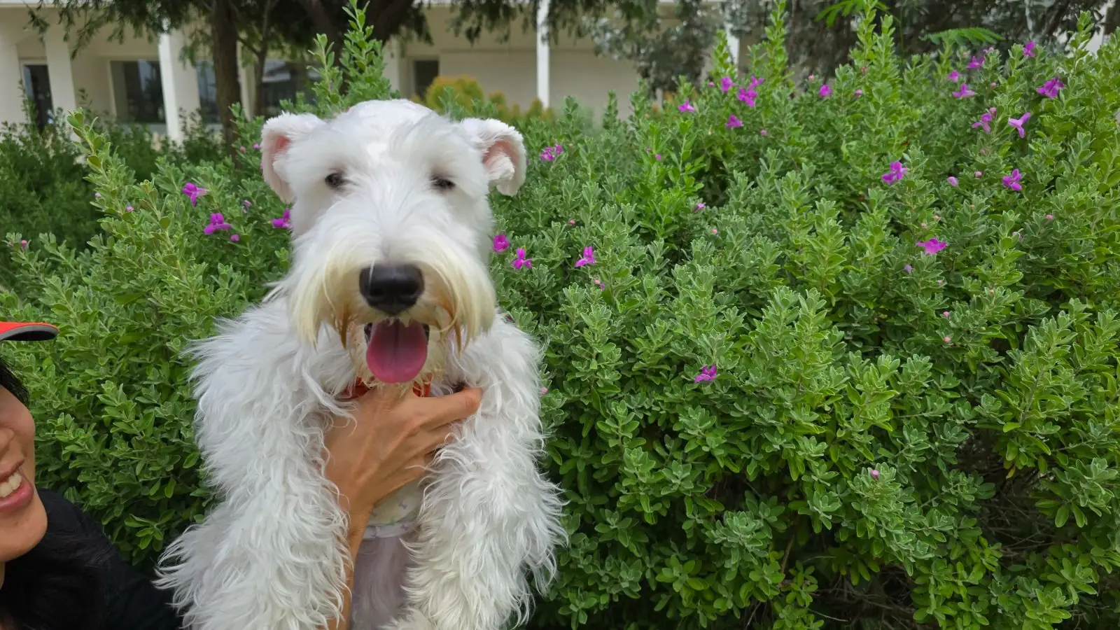 bOnnie on the beach pets image 2