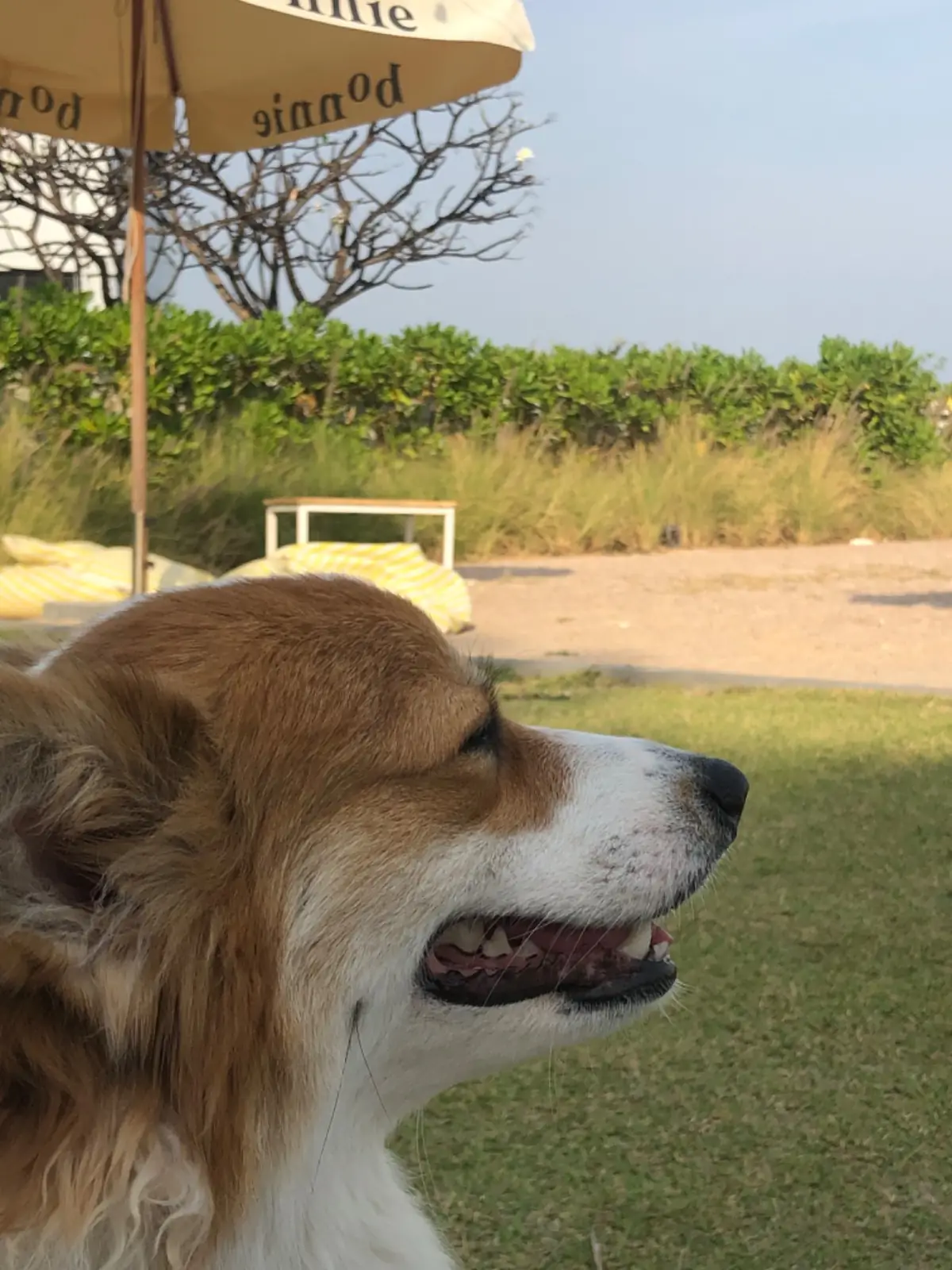 Bonnie on the Beach pets image 1