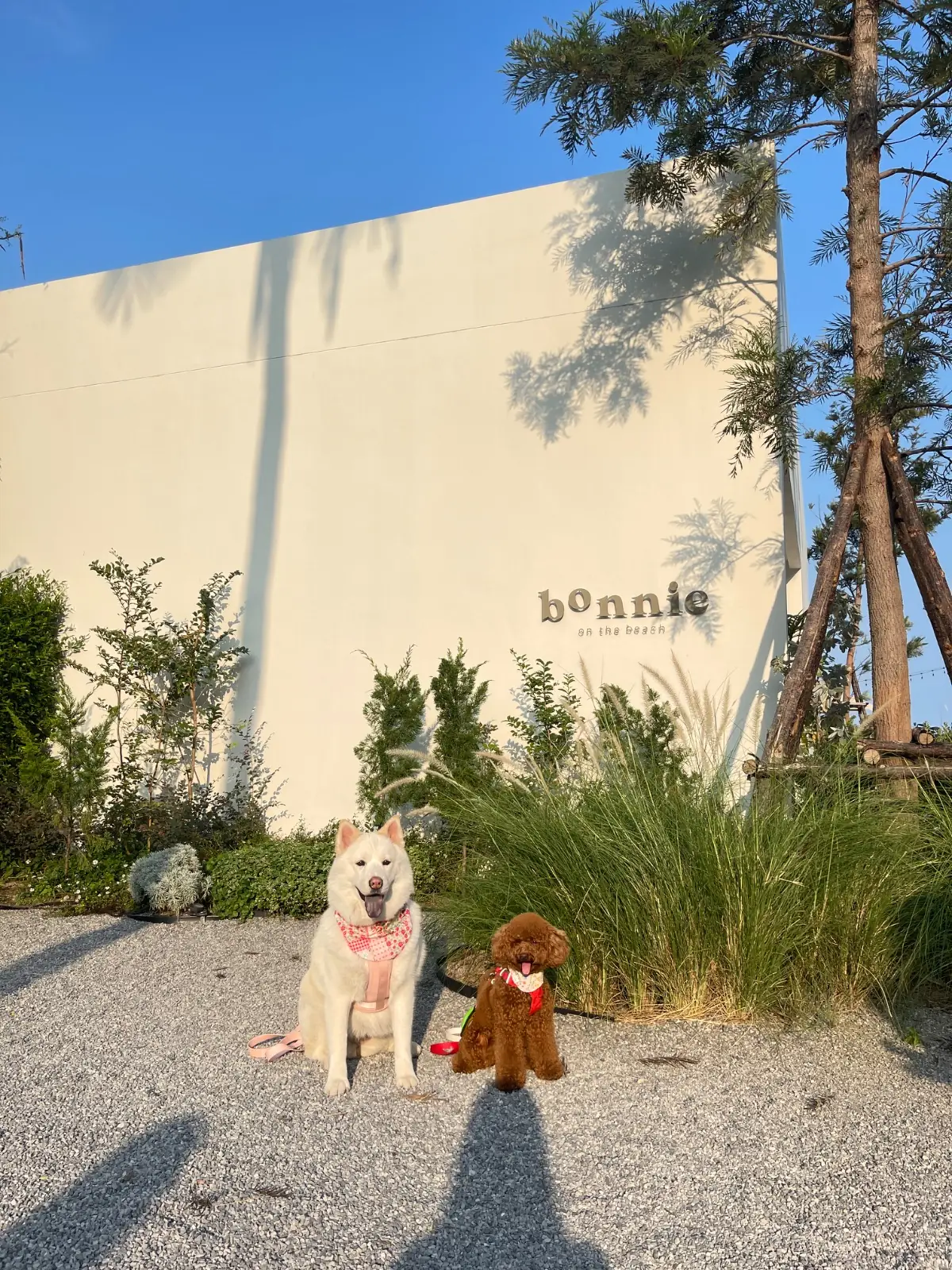 Bonnie on the Beach pets image 12