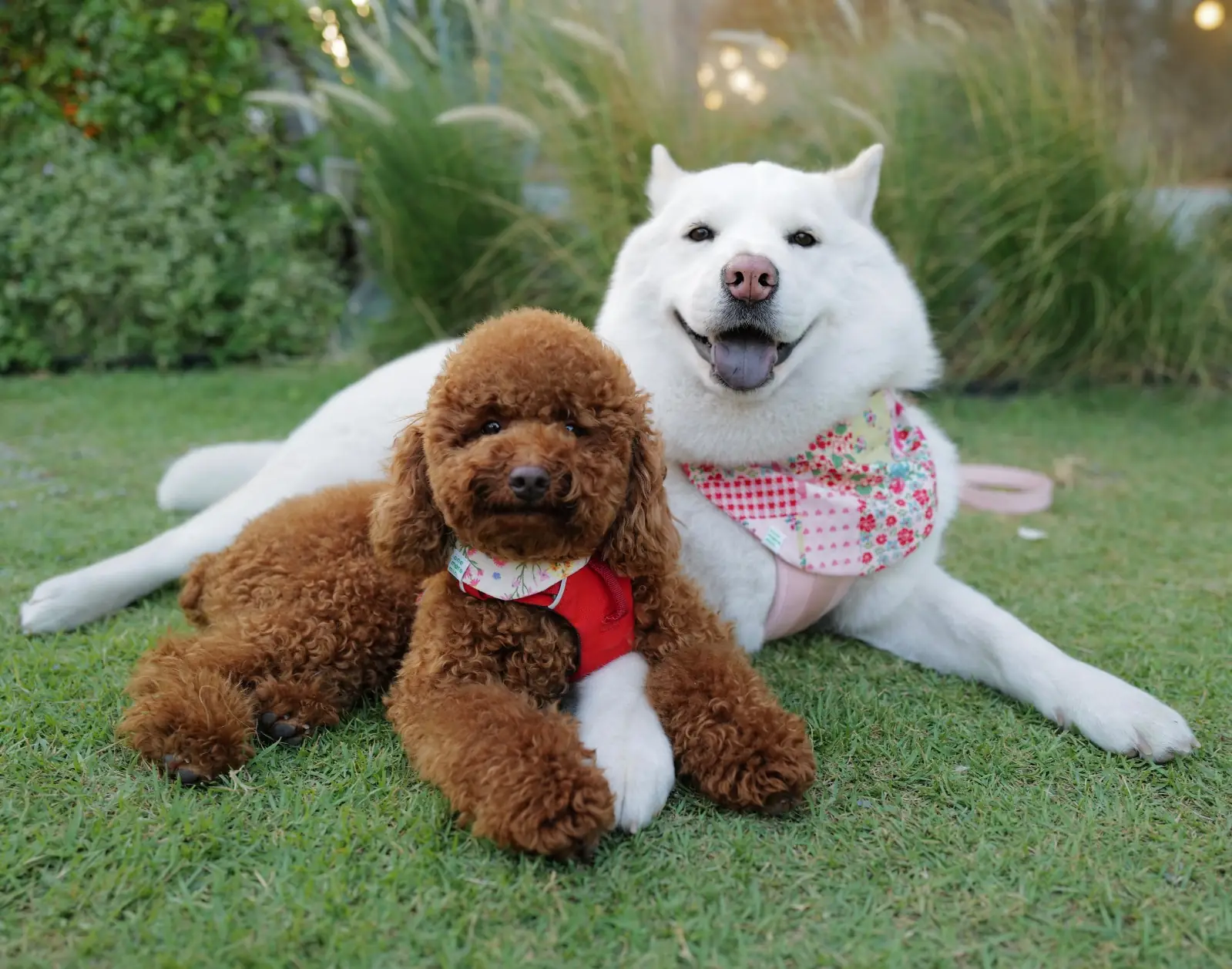 Bonnie on the Beach pets image 13