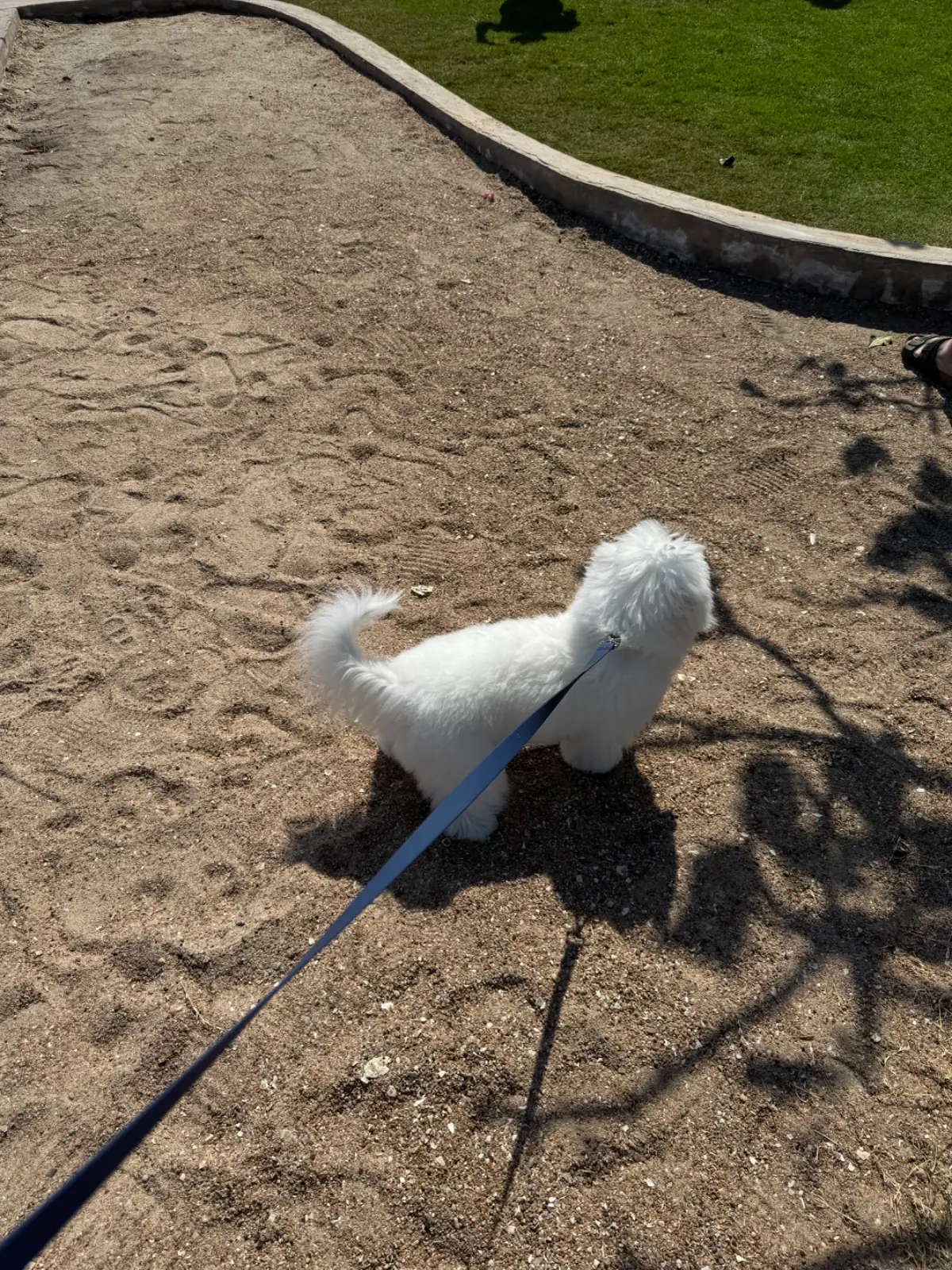 Bonnie on the Beach pets image 11