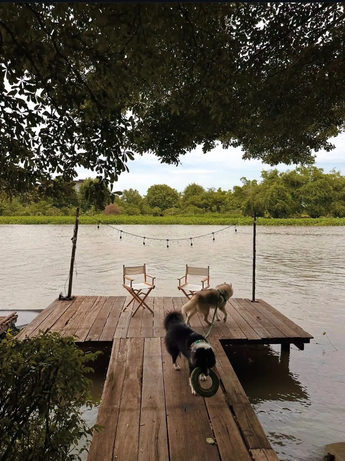 The Coffyness - Nakhon Pathom pets image 1