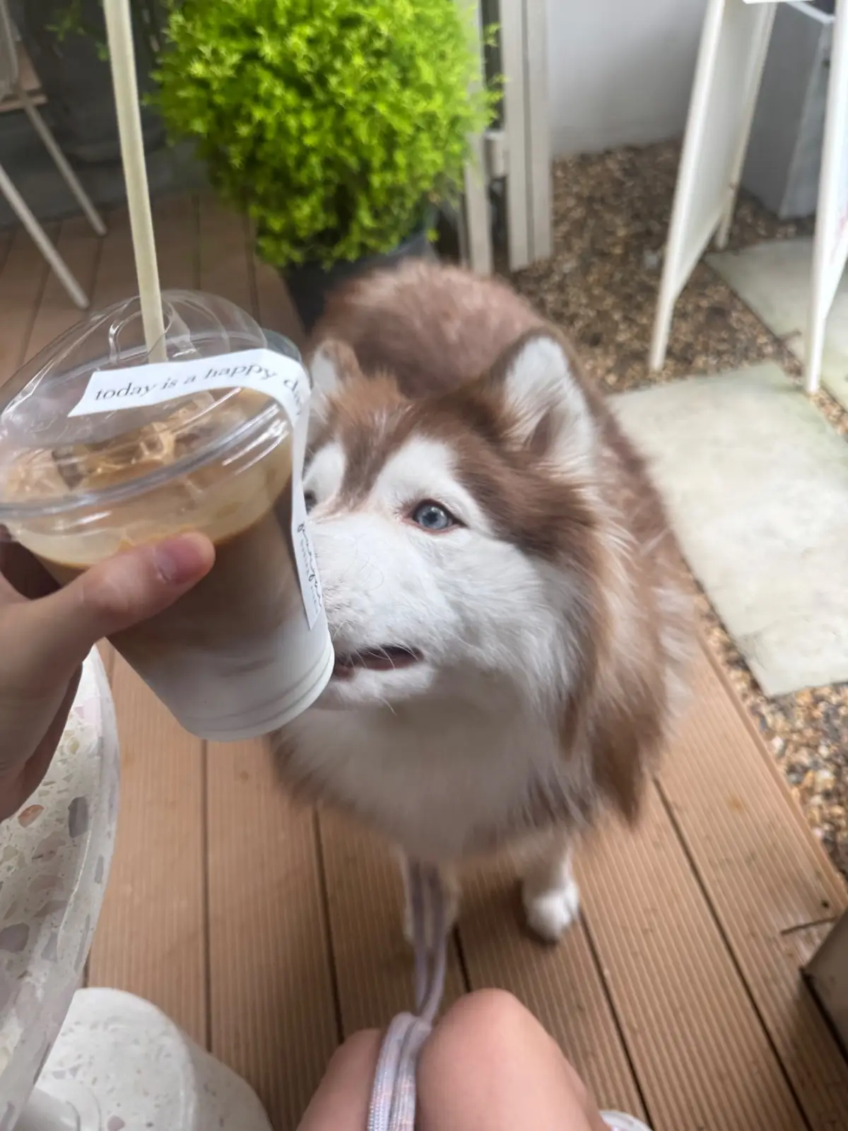 Porjai Baking Studio pets image 3