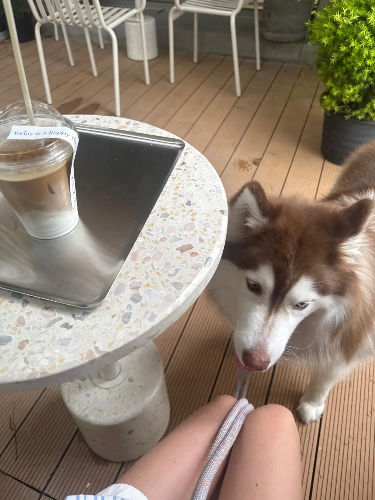 Porjai Baking Studio pets image 2