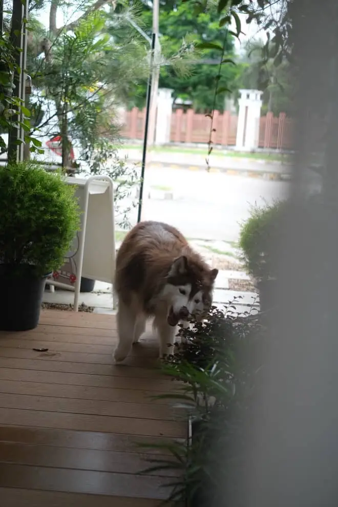 Porjai Baking Studio pets image 1