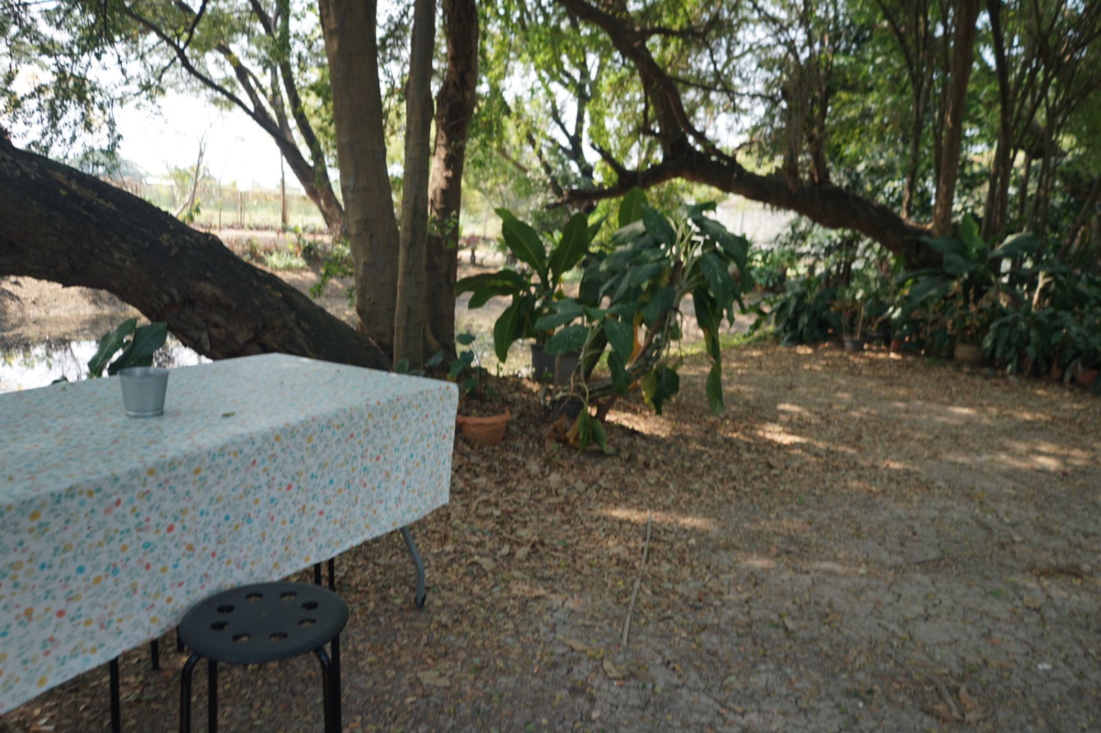 Ground Phlox ambiance image 7