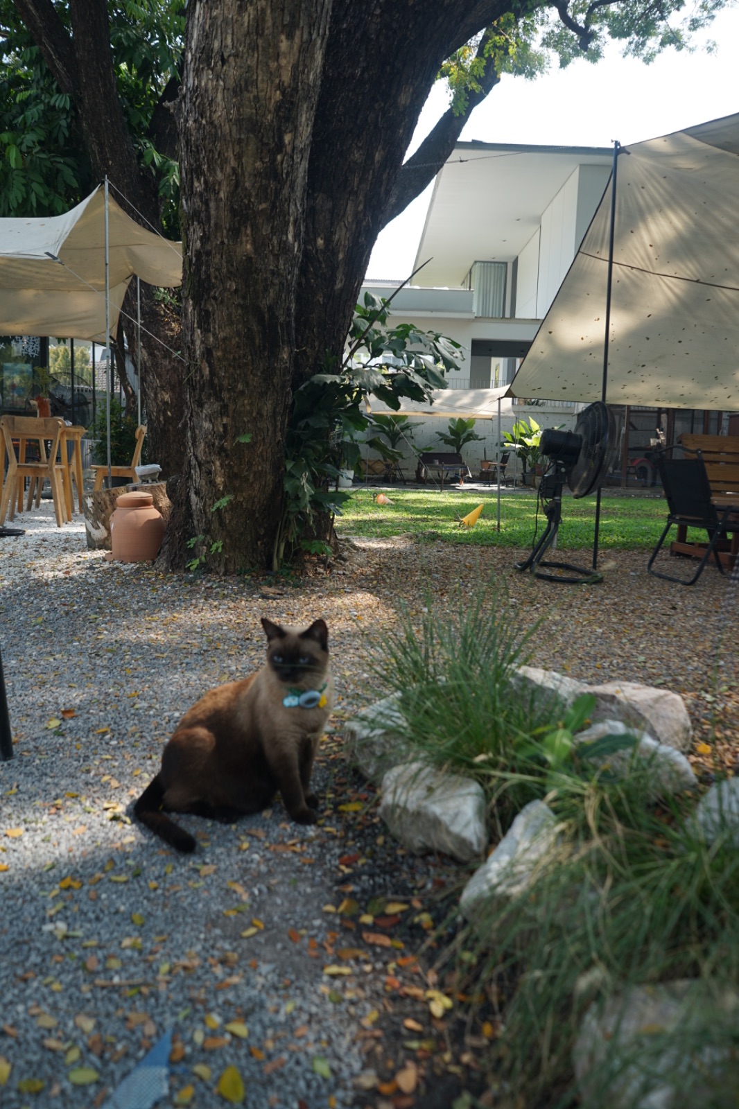 Ground Phlox pets image 1