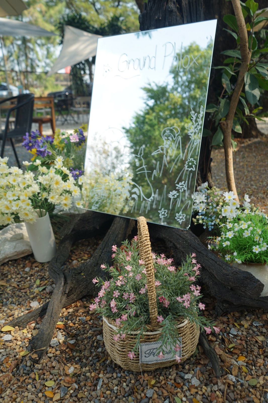 Ground Phlox ambiance image 16