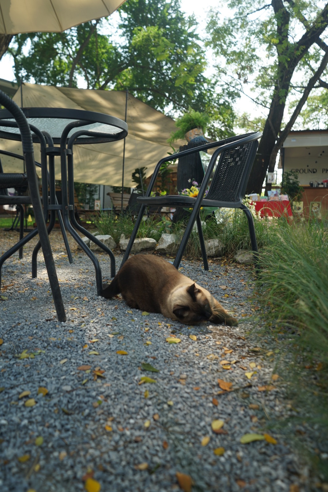 Ground Phlox pets image 3