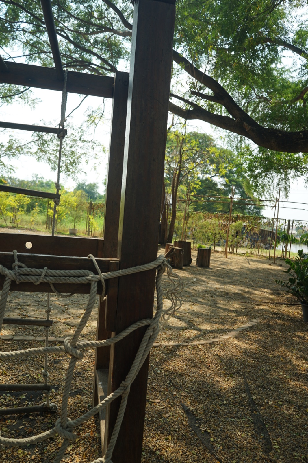 Ground Phlox ambiance image 21