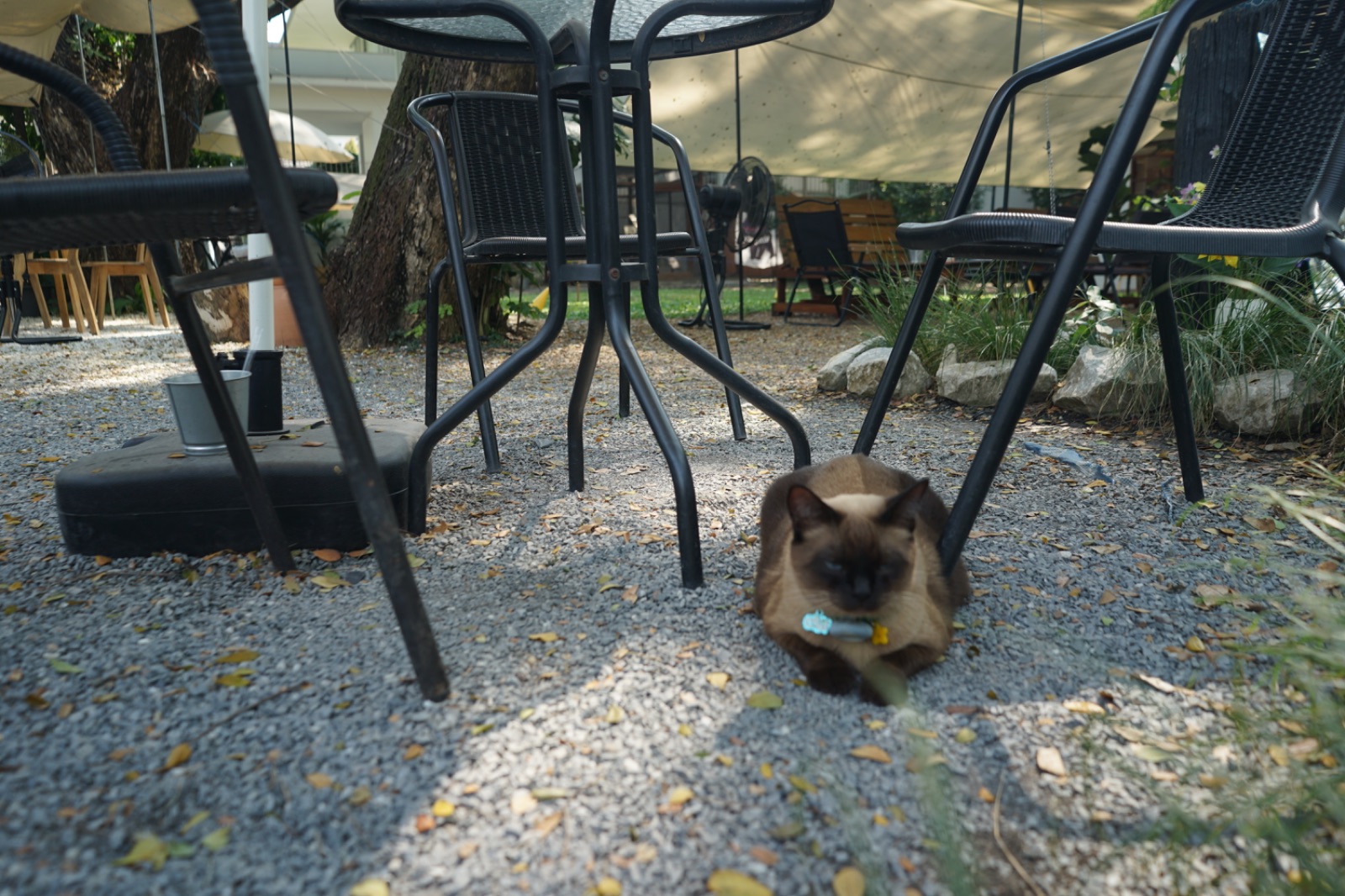 Ground Phlox pets image 2