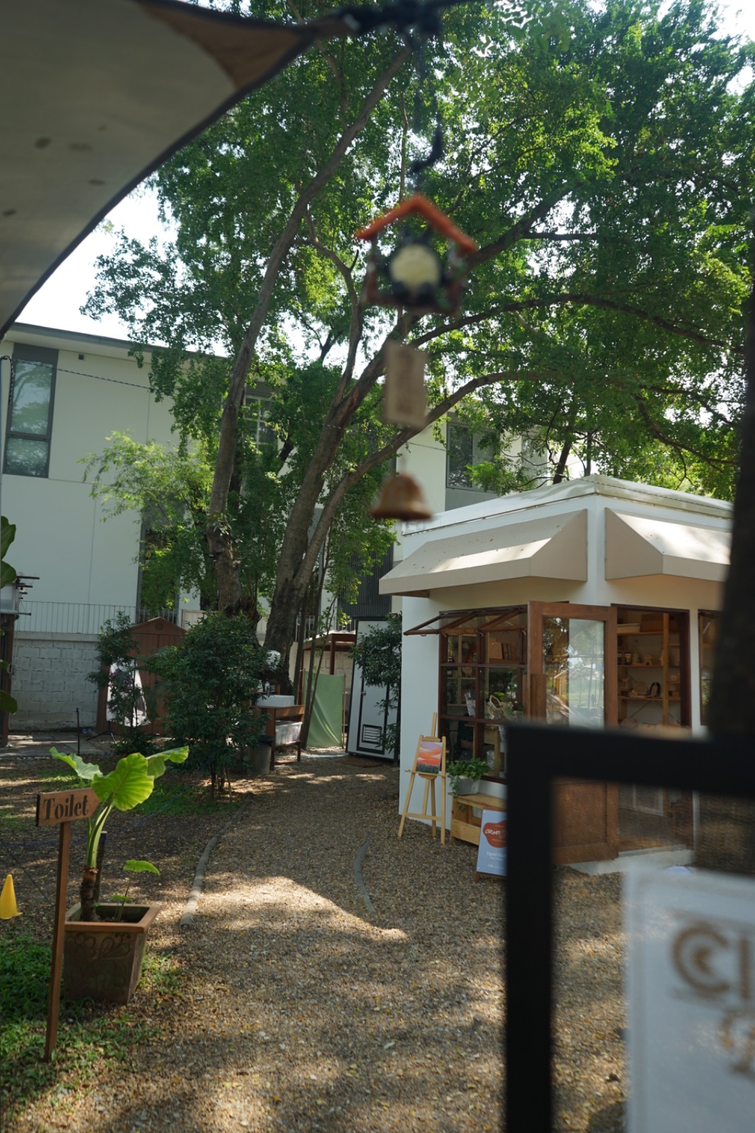 Ground Phlox hero image 7