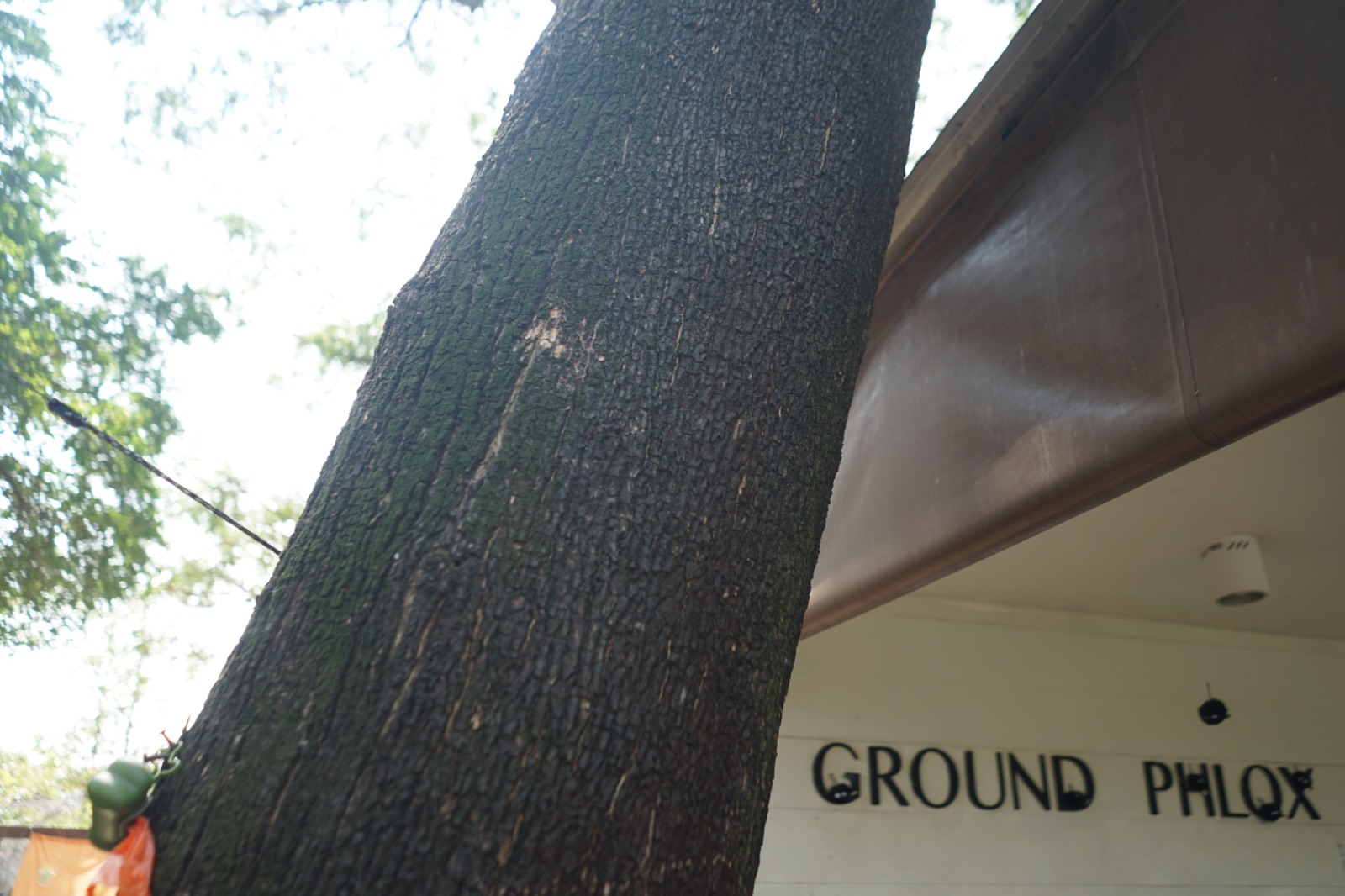 Ground Phlox hero image 3