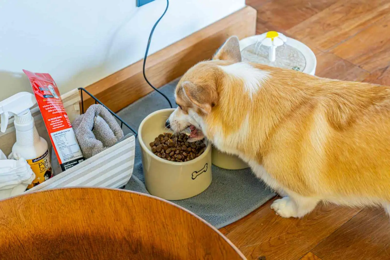 Te Mata Glamping - Khao Yai pets image 9