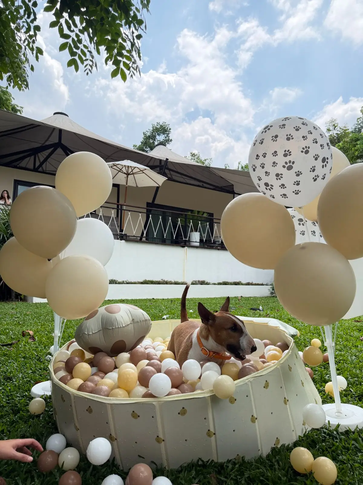 Te Mata Glamping - Khao Yai pets image 6