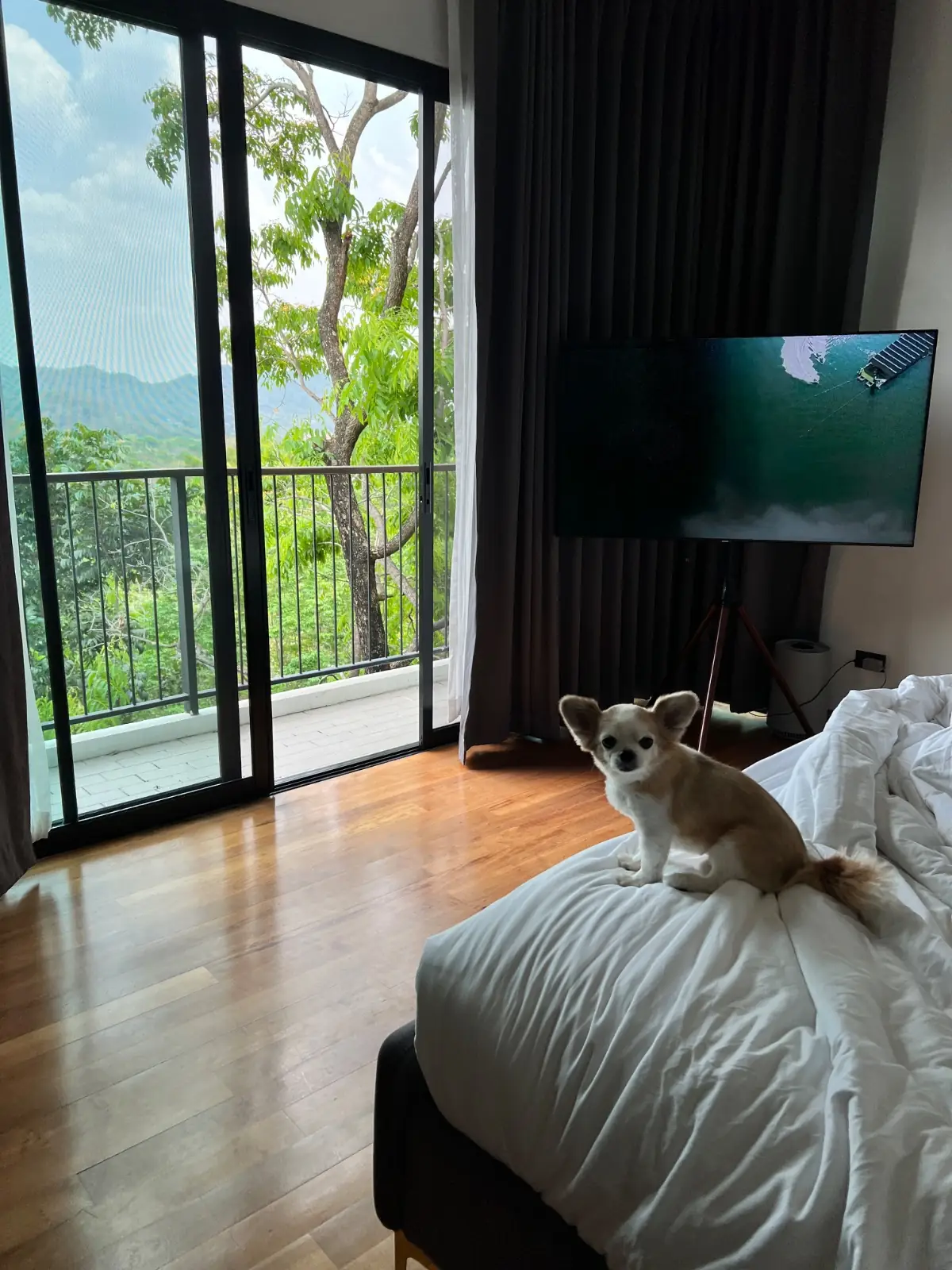 Te Mata Glamping - Khao Yai pets image 2