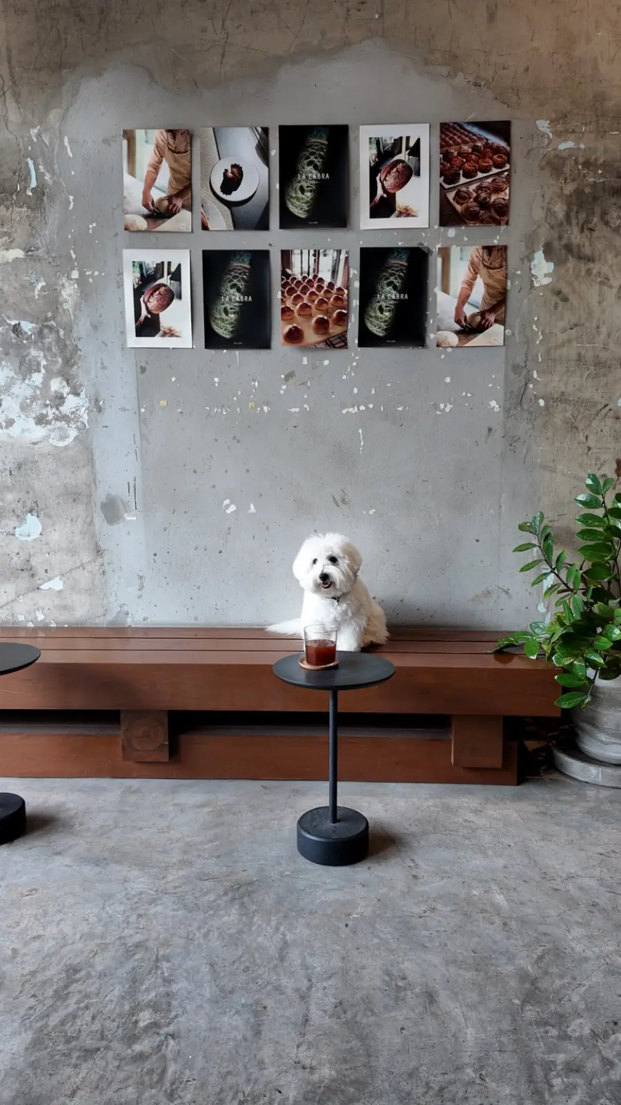 La Cabra Bangkok pets image 3