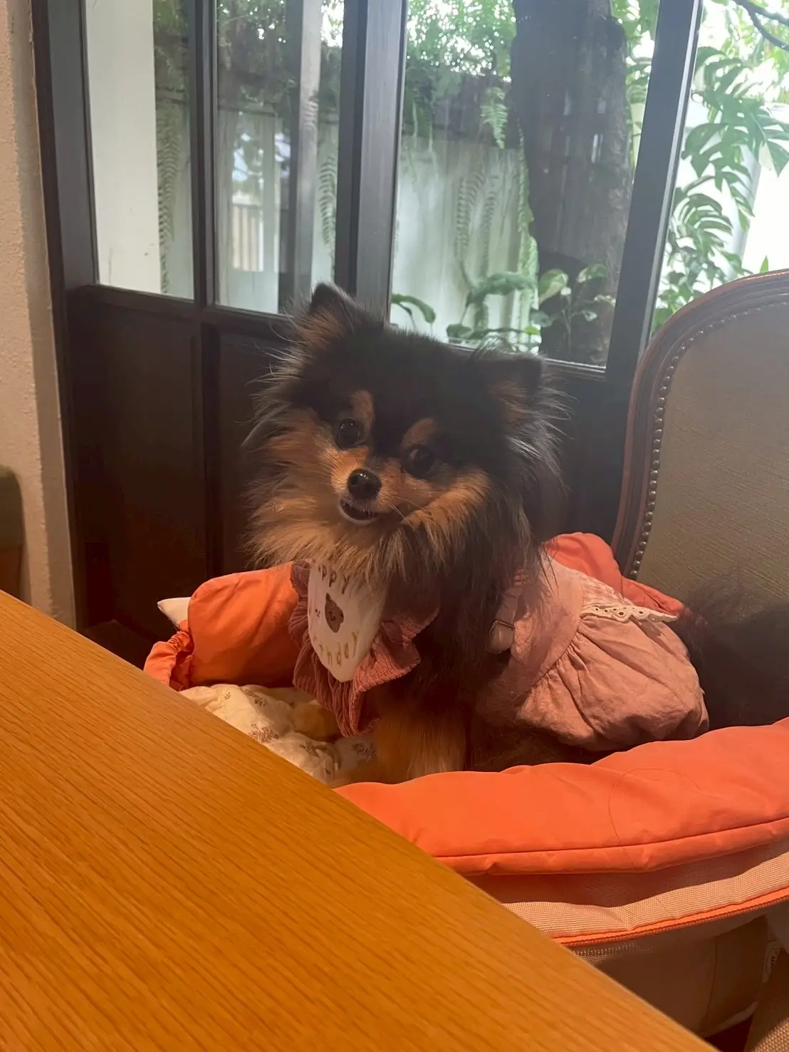 Grazia Gelato other image 11