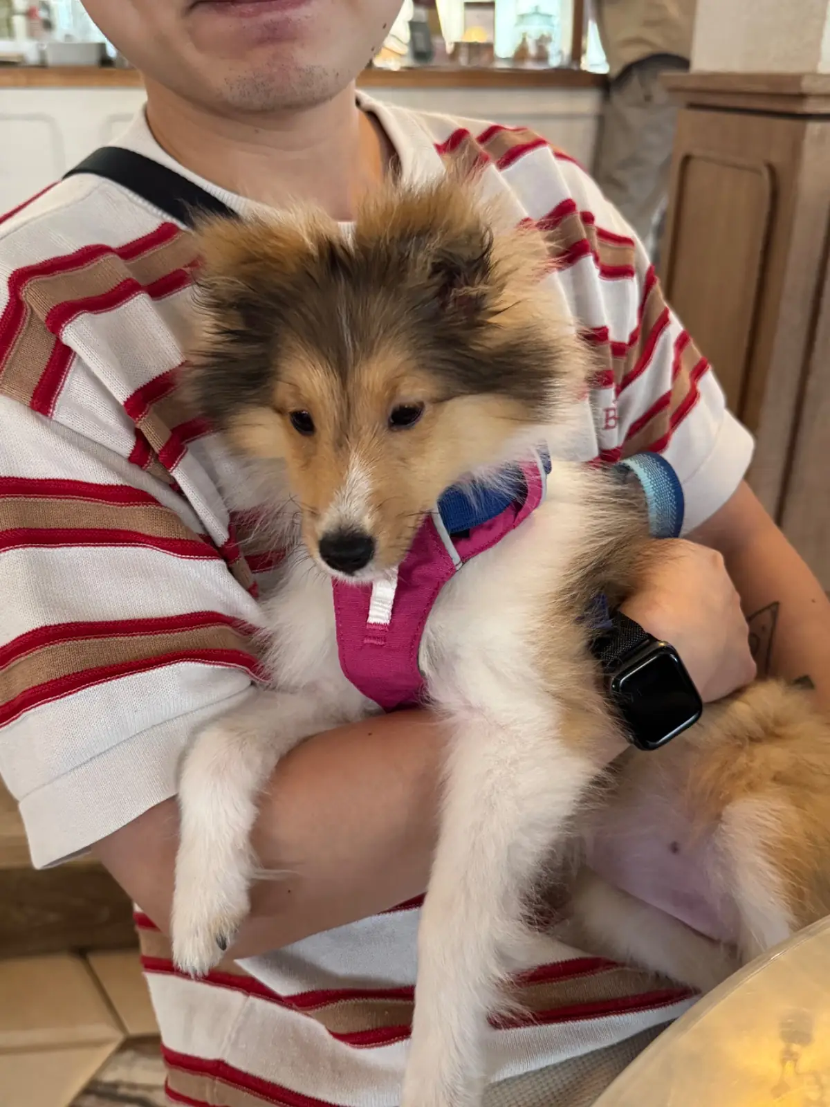 Grazia Gelato, Coffee & More pets image 11