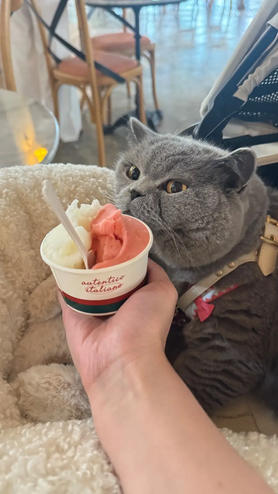 Grazia Gelato, Coffee & More pets image 6