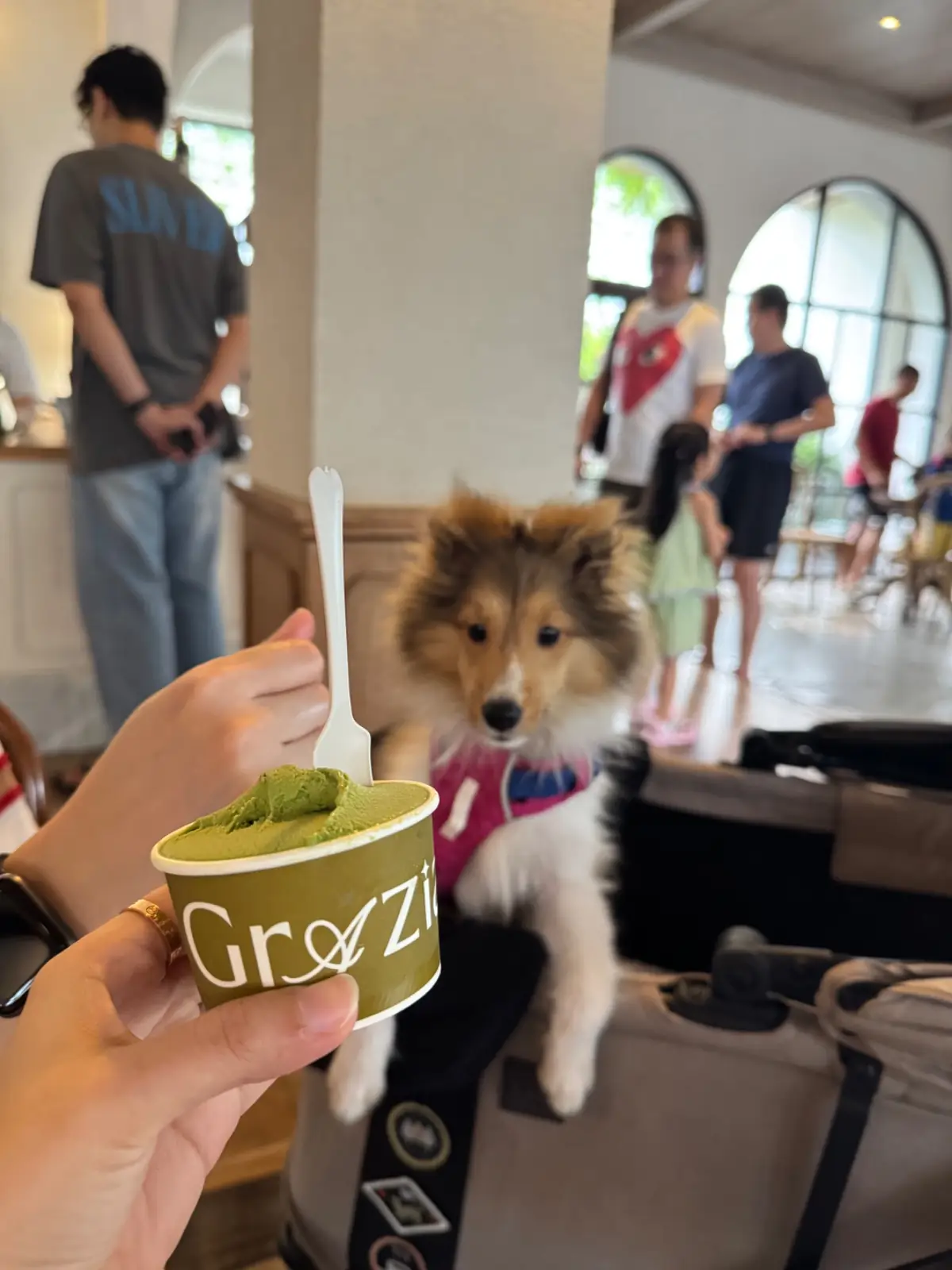 Grazia Gelato, Coffee & More pets image 8