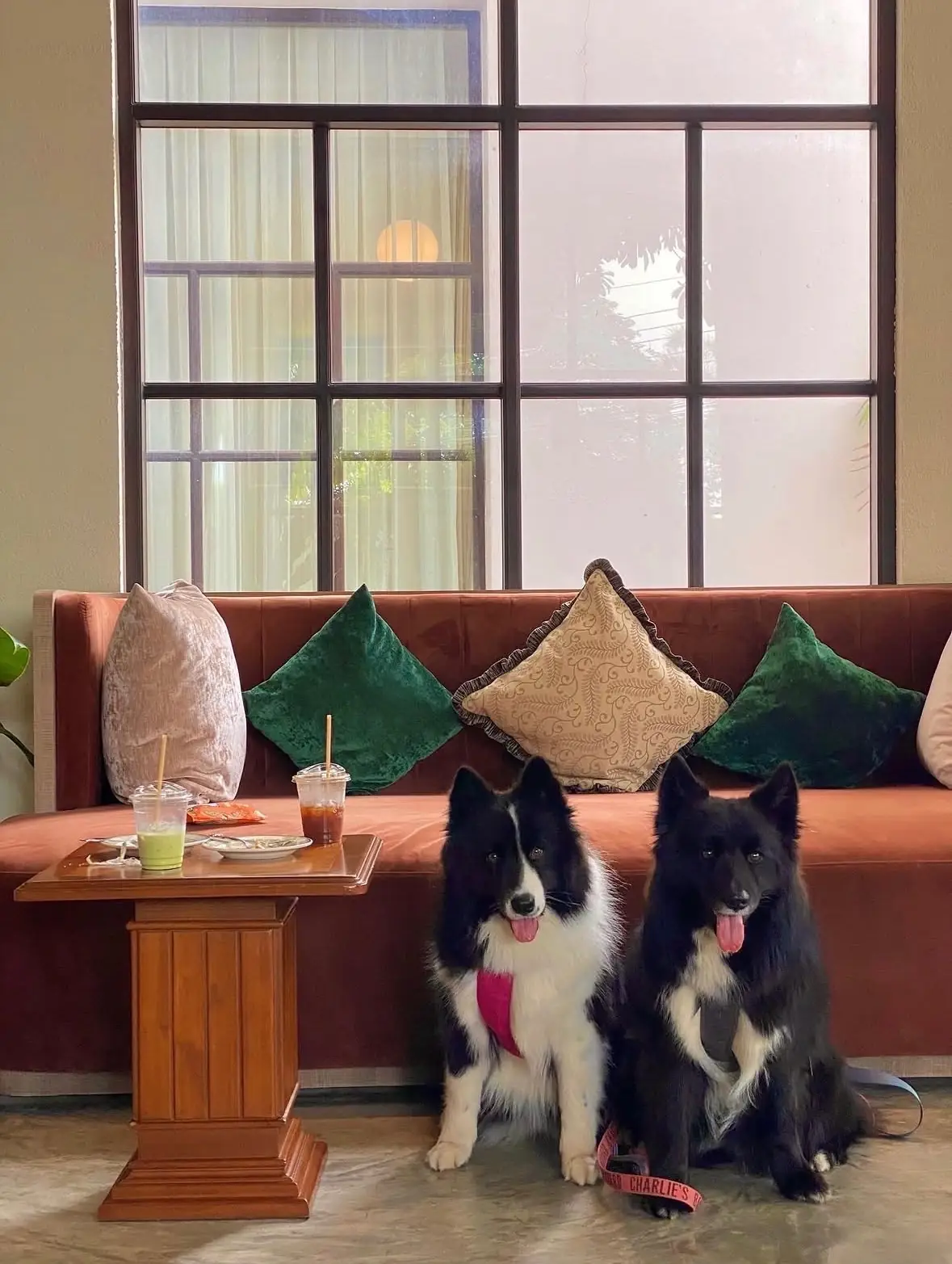 Grazia Gelato, Coffee & More pets image 3