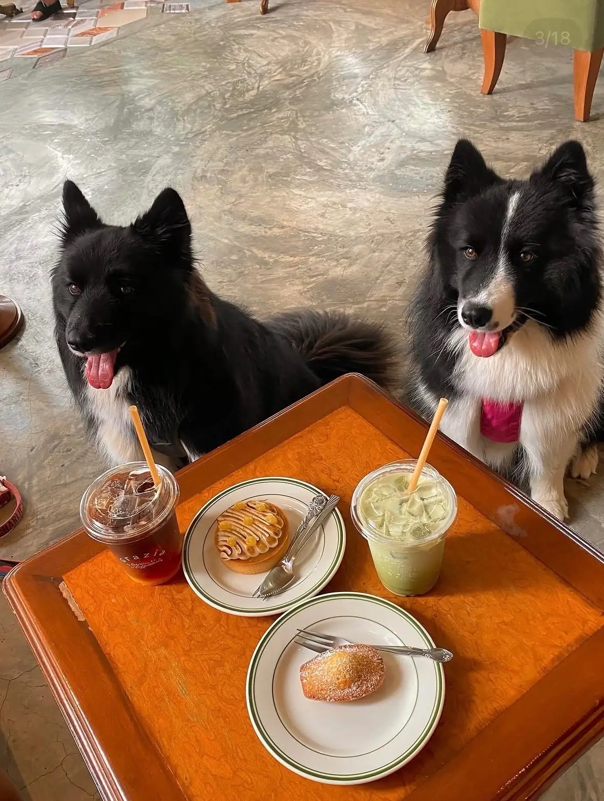 Grazia Gelato, Coffee & More pets image 1