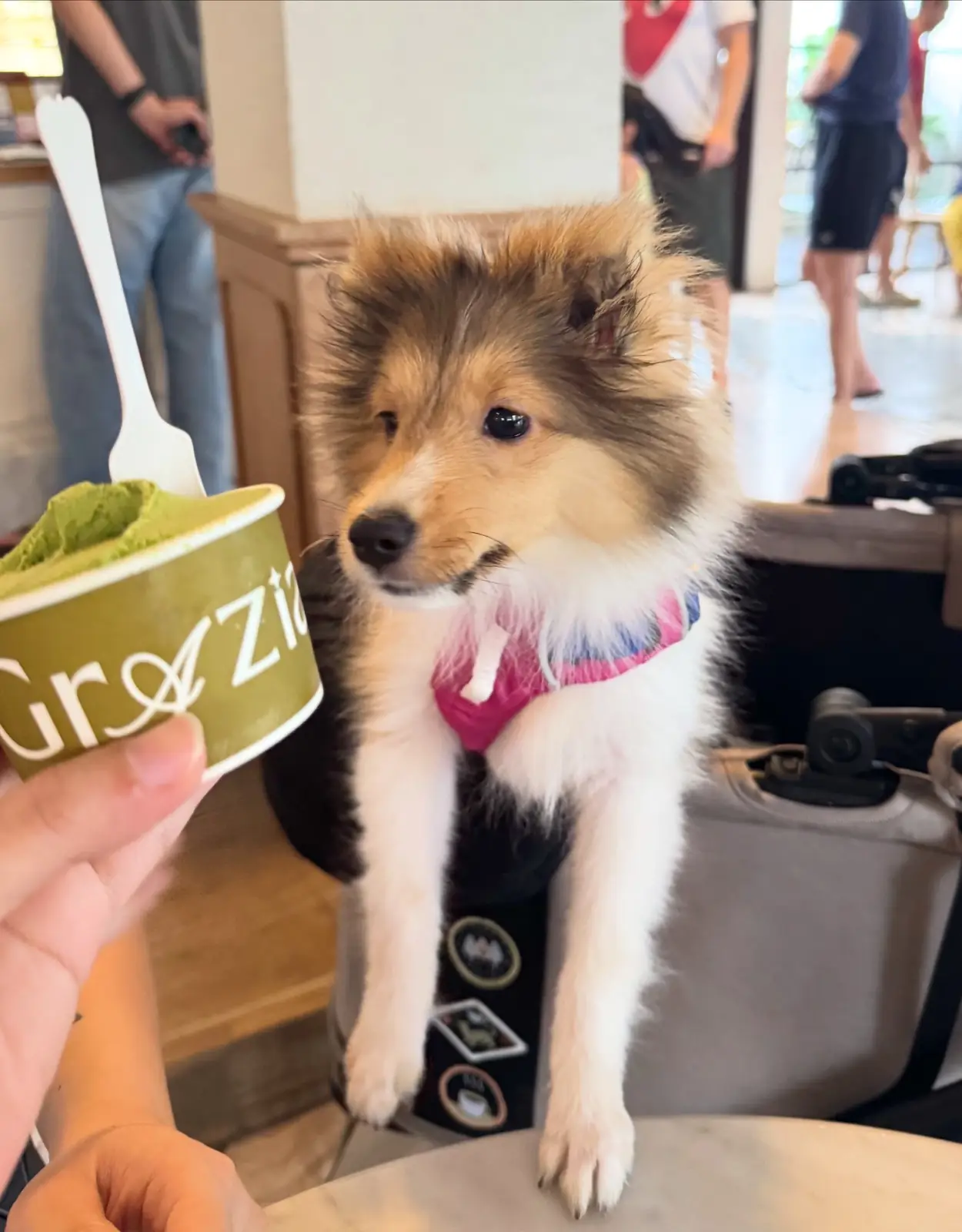 Grazia Gelato, Coffee & More pets image 7