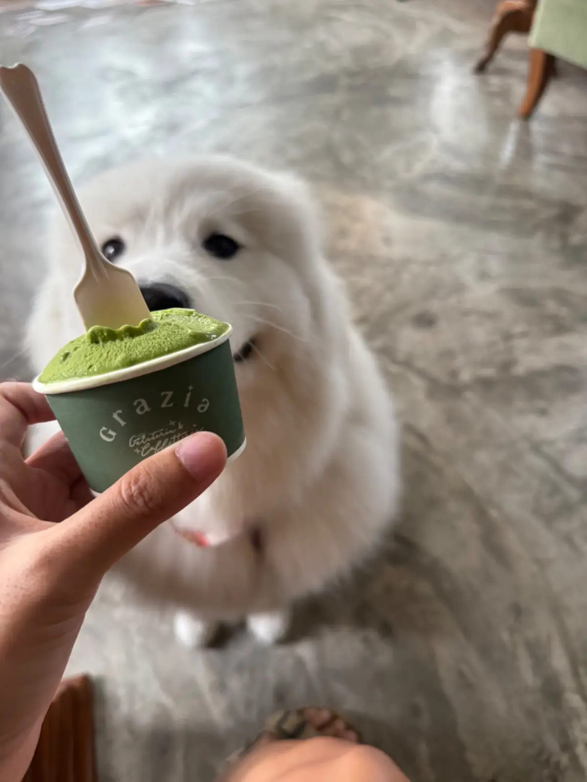 Grazia Gelato, Coffee & More pets image 5