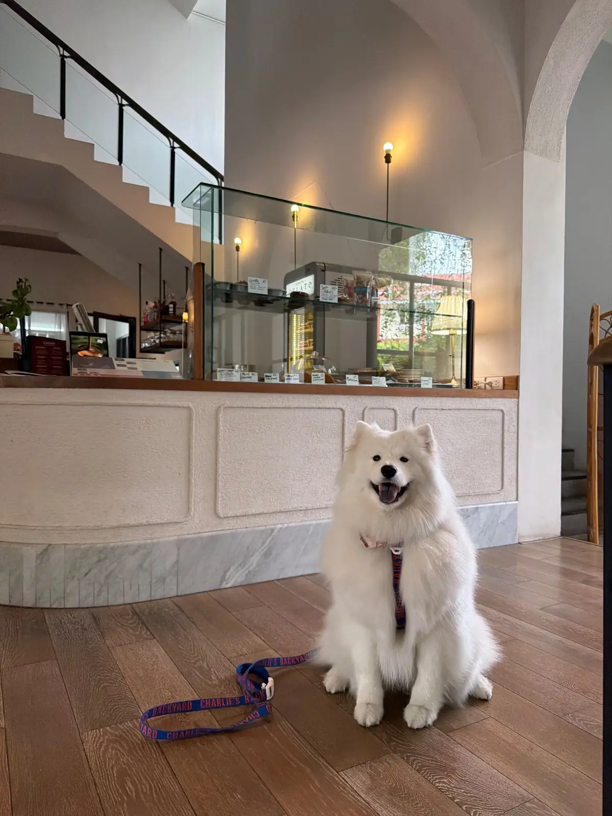 Grazia Gelato, Coffee & More pets image 2