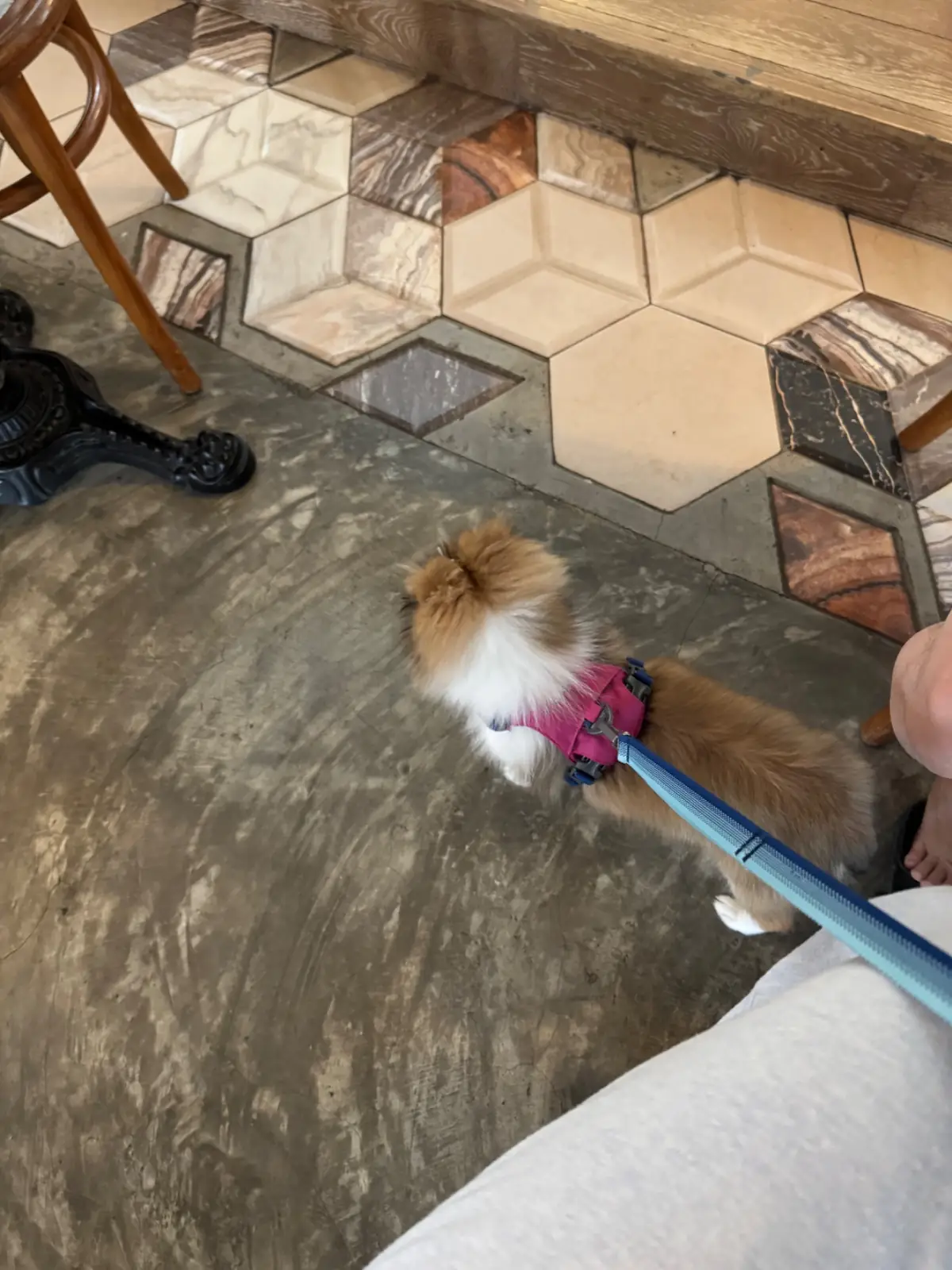 Grazia Gelato, Coffee & More pets image 10