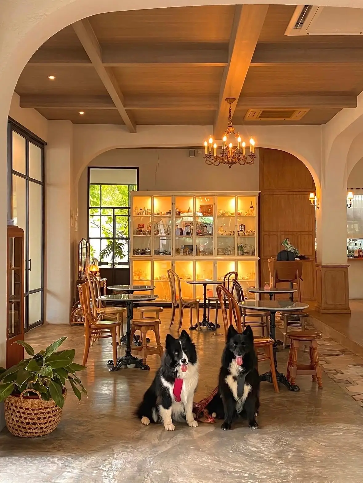 Grazia Gelato, Coffee & More pets image 4