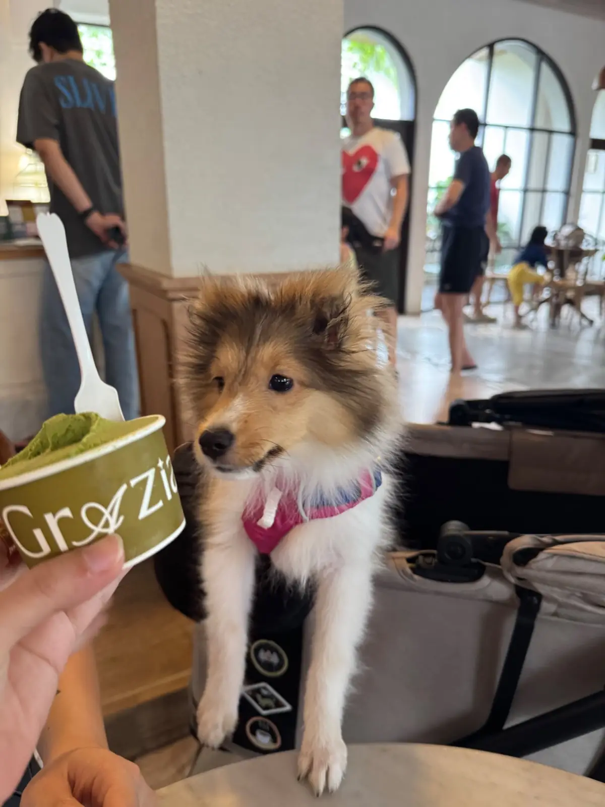 Grazia Gelato, Coffee & More pets image 9
