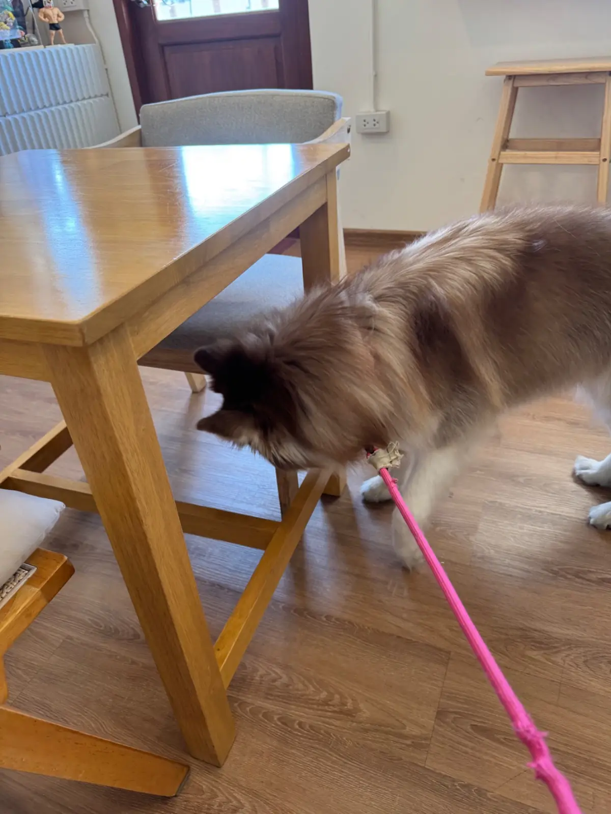 Marshmew.gang pets image 2