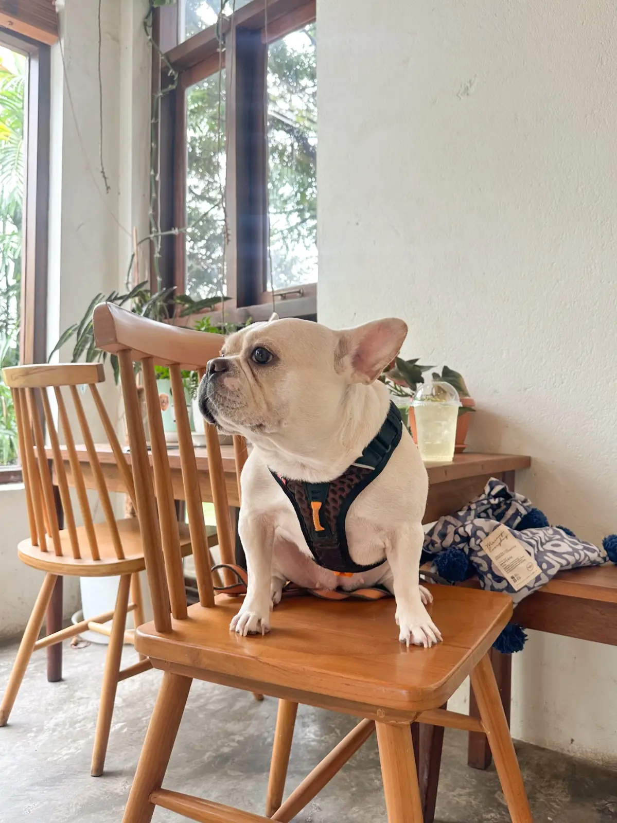 Harvest Home Cafe pets image 3