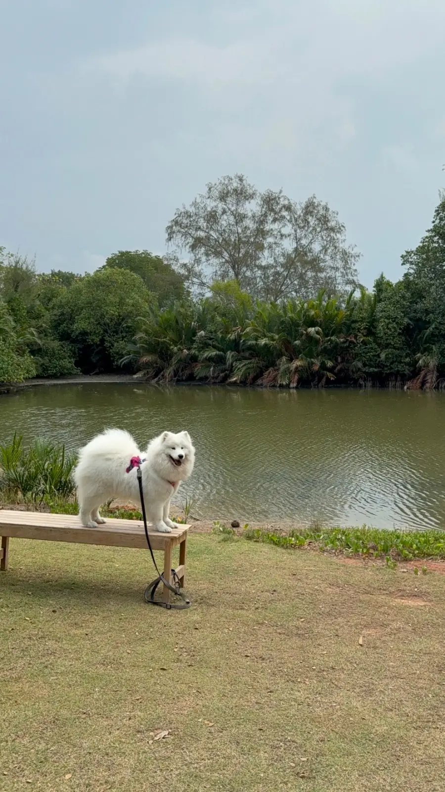 บ้านพัฒก์ คาเฟ่ pets image 2