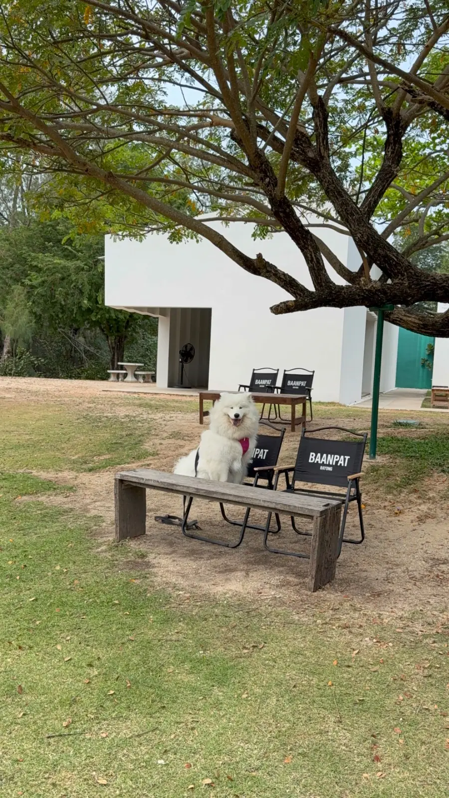 บ้านพัฒก์ คาเฟ่ pets image 1