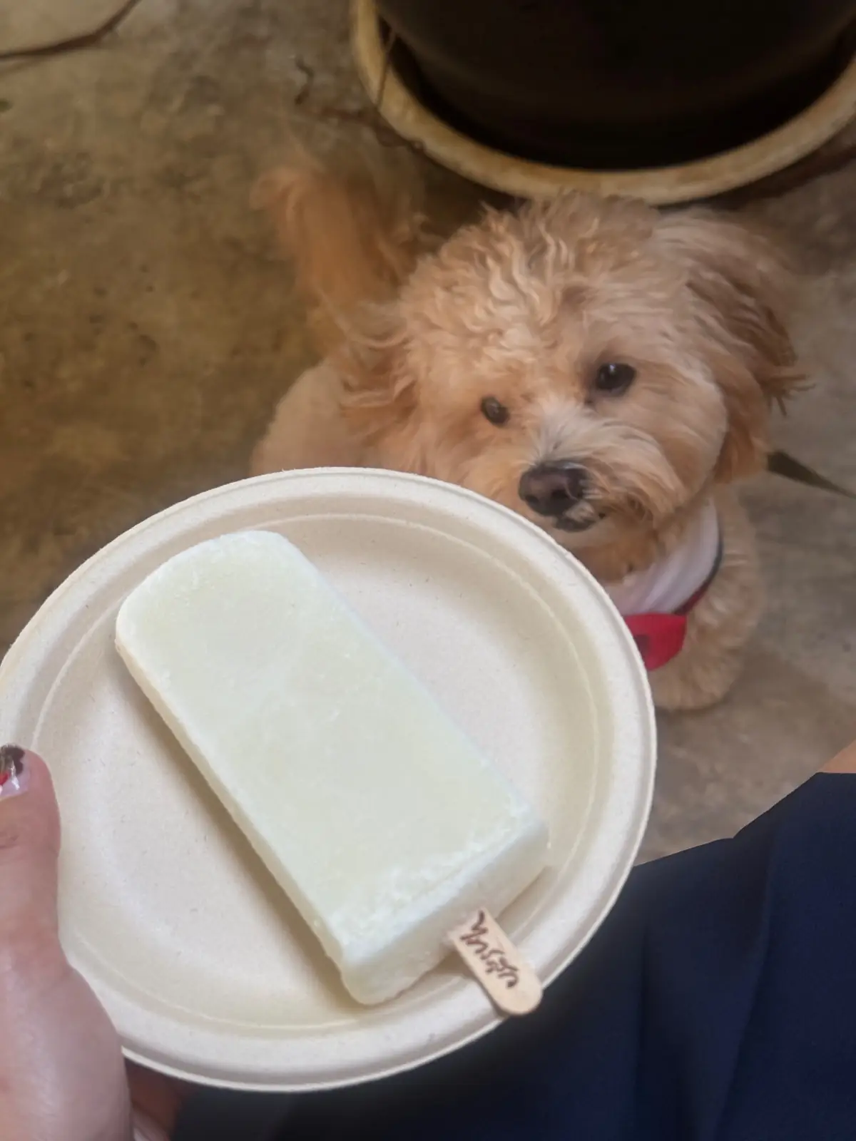 ไทรสุก pets image 1