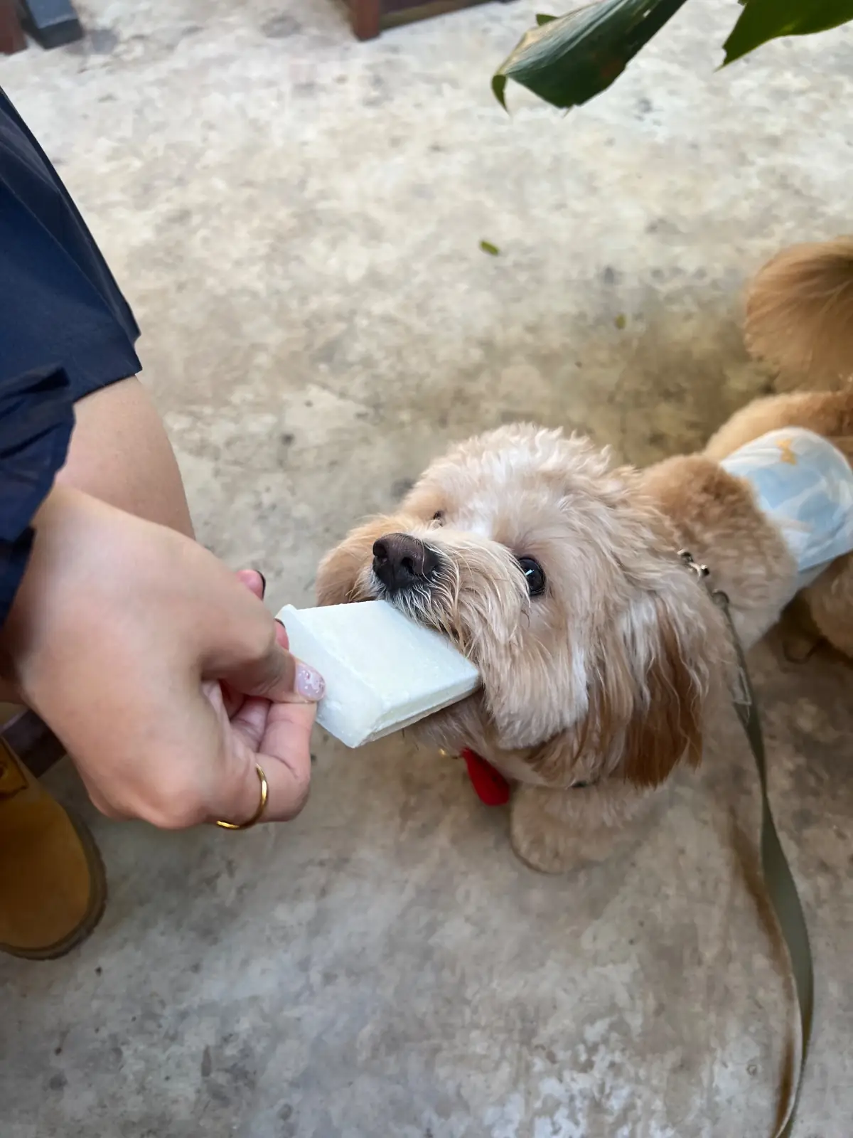 ไทรสุก pets image 2