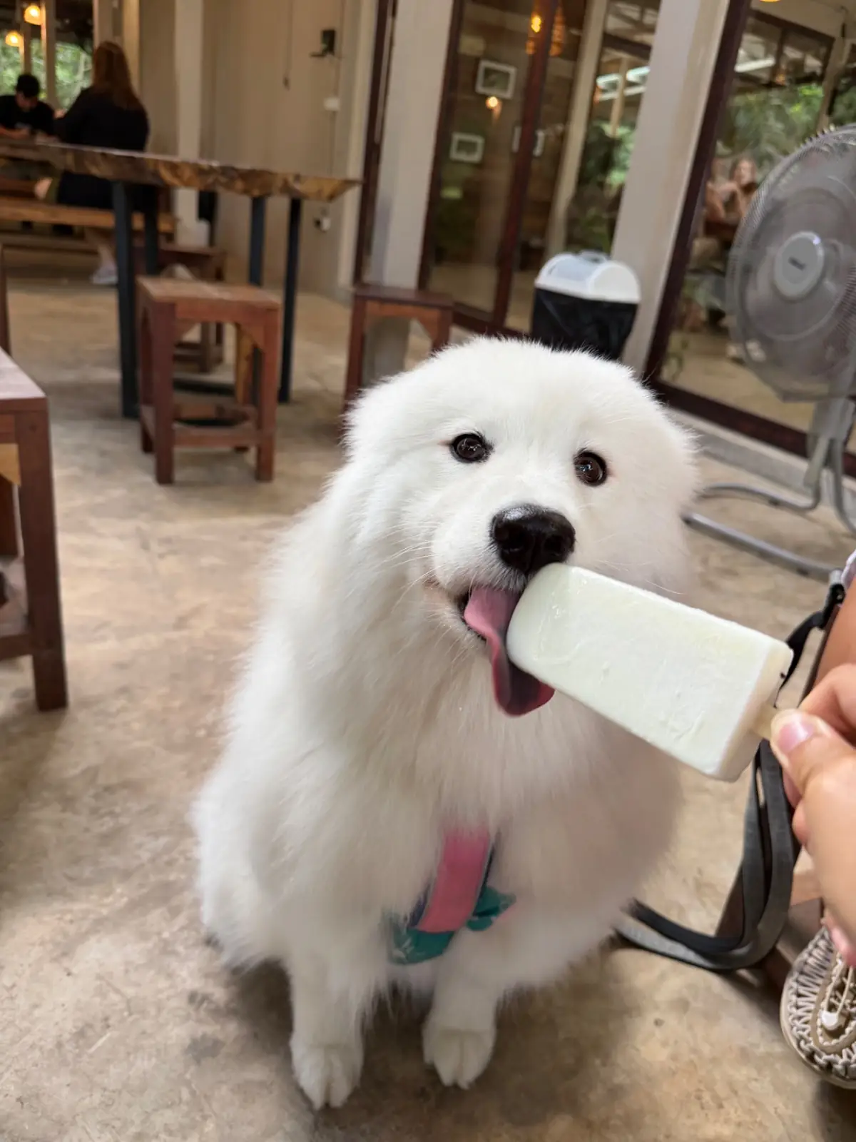 ไทรสุก pets image 11