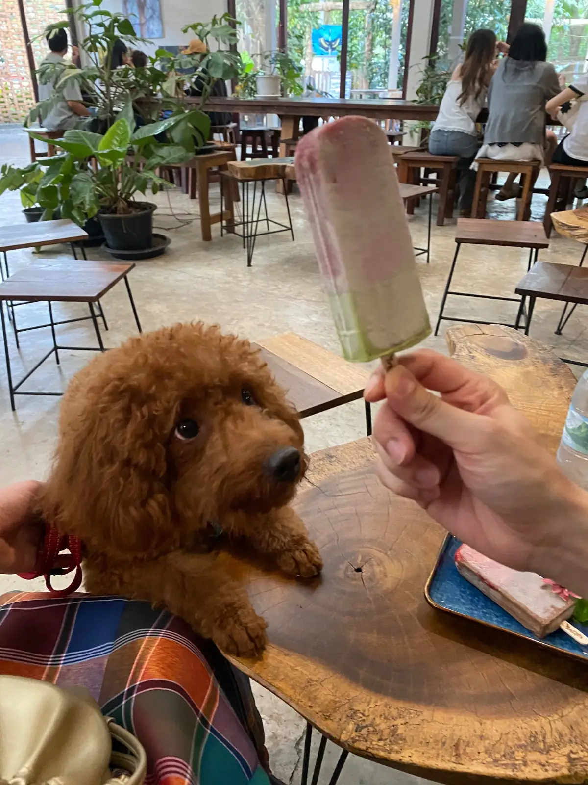 ไทรสุก pets image 6