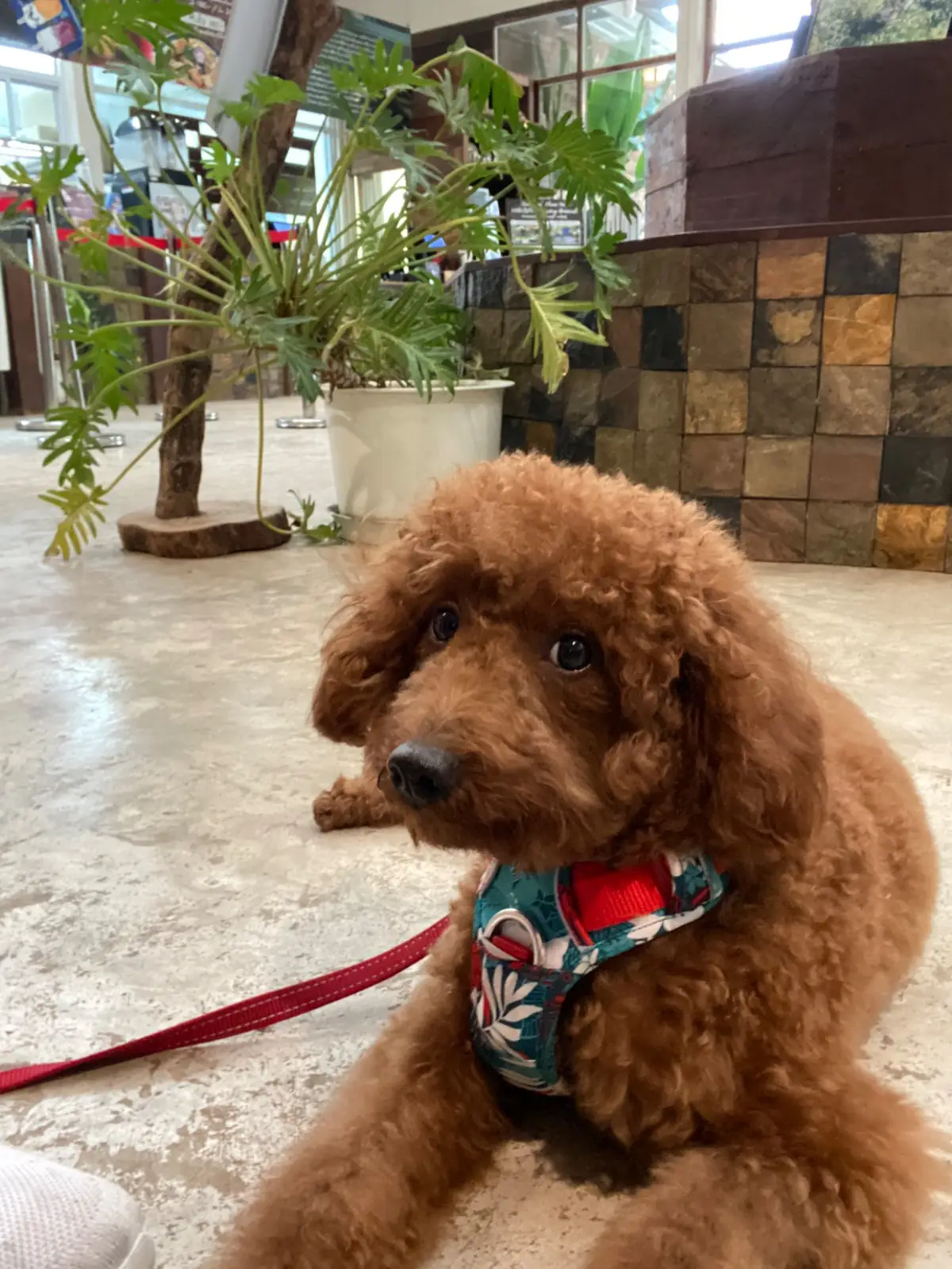 ไทรสุก pets image 5