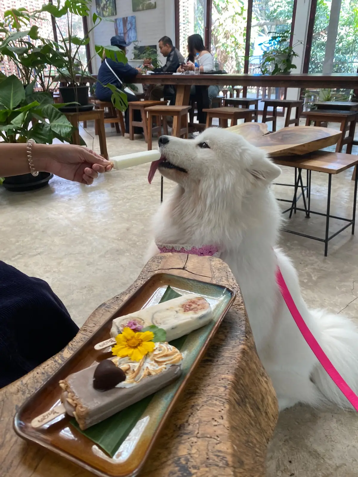 ไทรสุก pets image 6