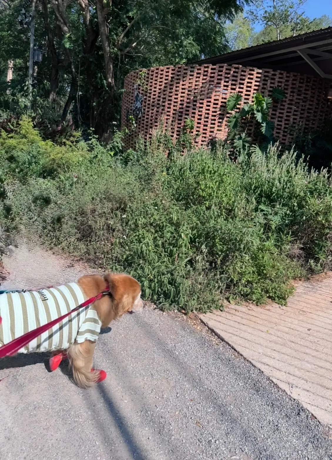 ไทรสุก pets image 3