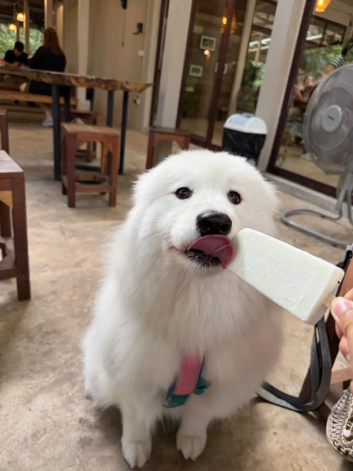 ไทรสุก pets image 9