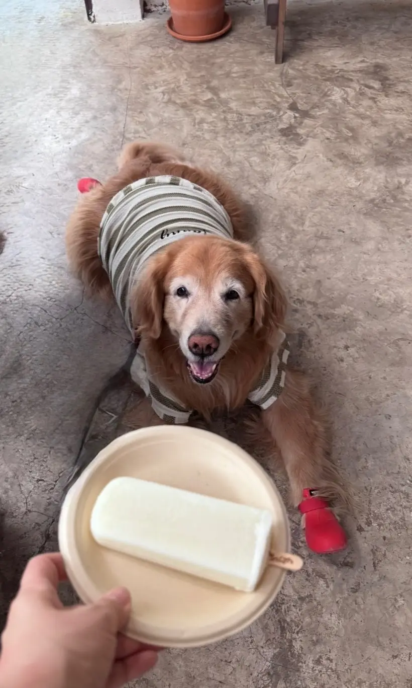 ไทรสุก pets image 4