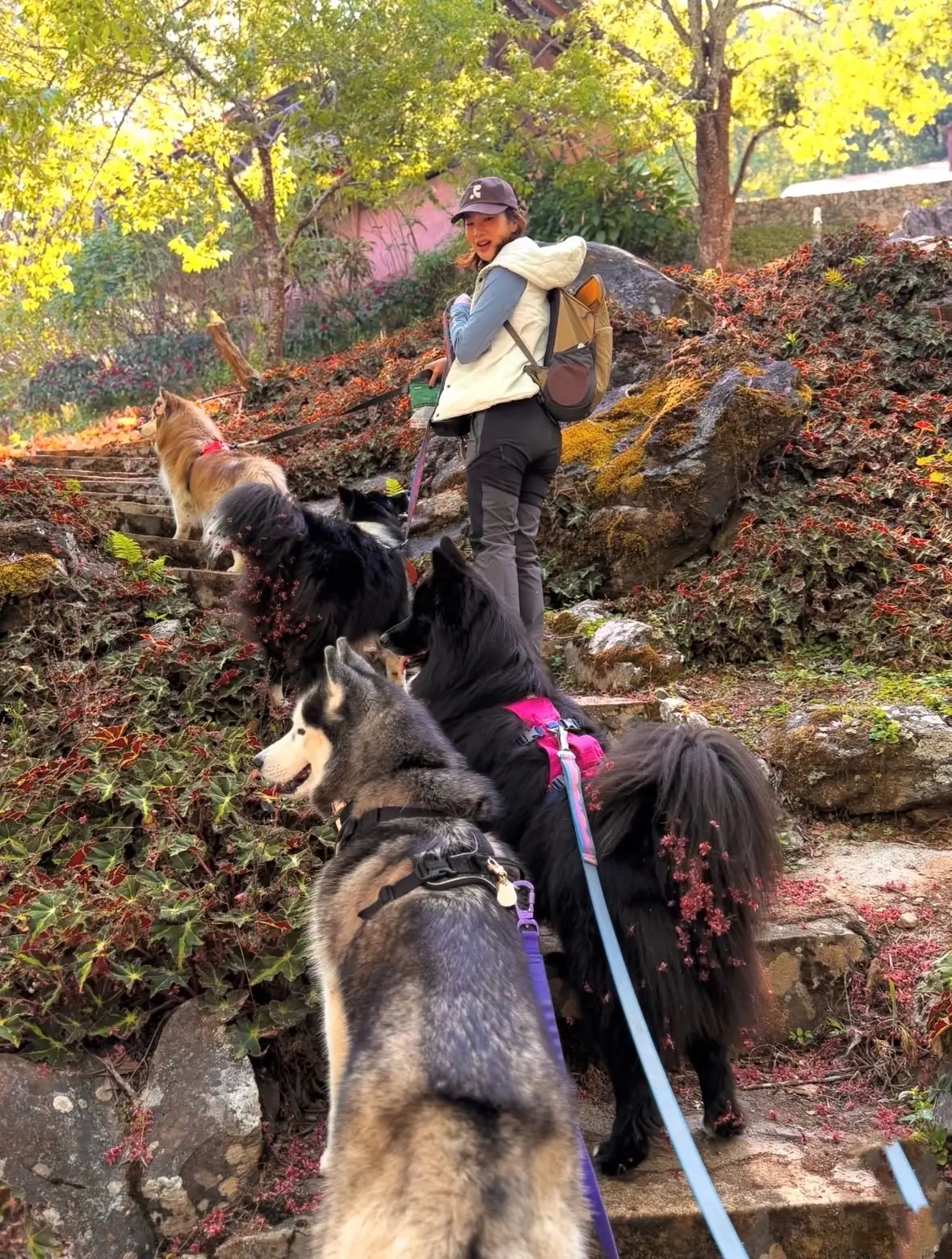 หน่วยจัดการต้นน้ำหงาว-งาว pets image 1