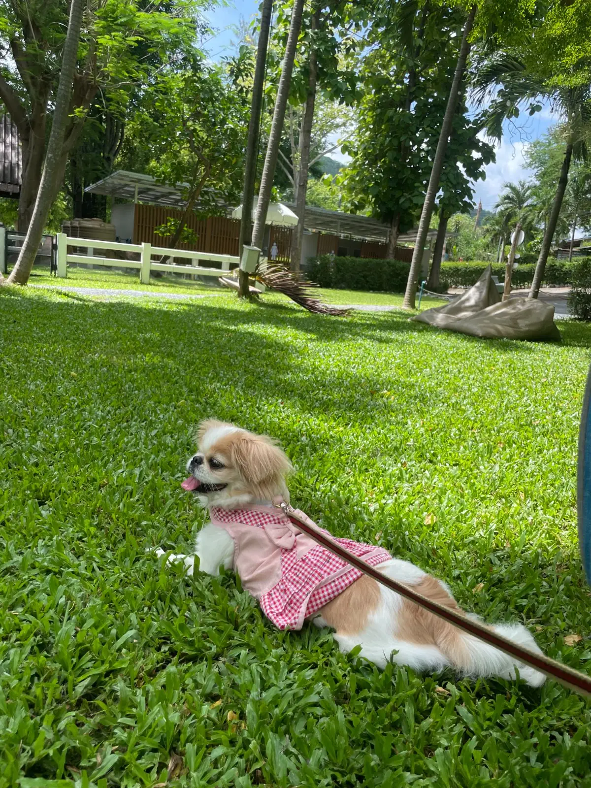 The Neighborhood pets image 4