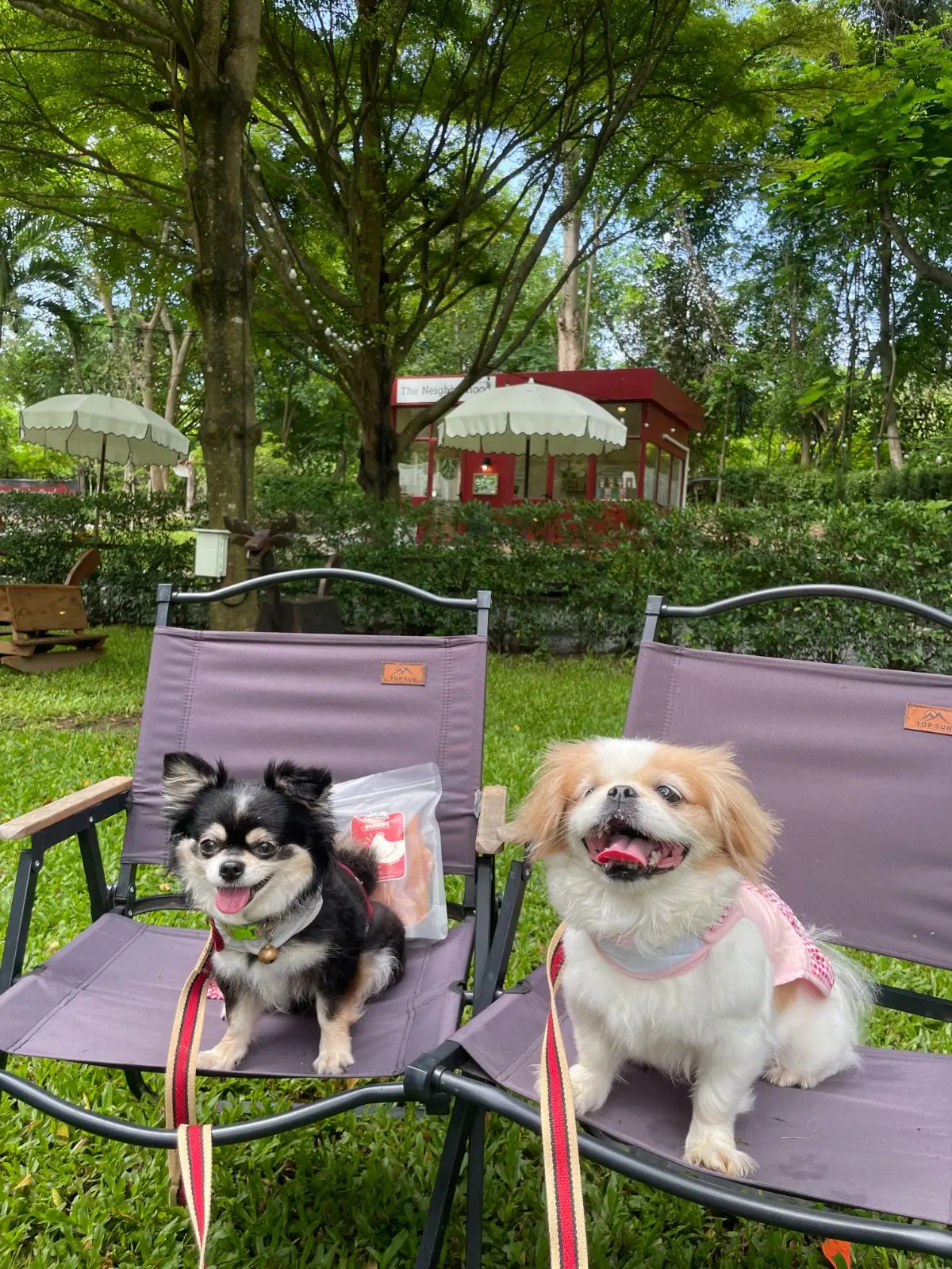 The Neighborhood pets image 1